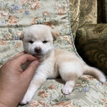 柴犬(標準サイズ)【青森県・女の子・2024年8月13日・白】の写真「可愛い白柴です。」