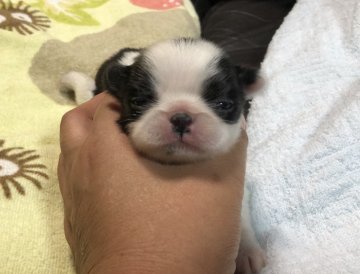 狆(チン)【青森県・女の子・2019年8月26日・白黒】の写真「小さな可愛い子です。」