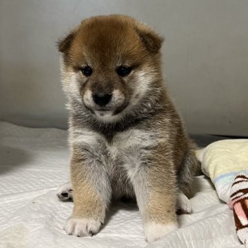 柴犬(標準サイズ)【青森県・男の子・2024年9月9日・赤】の写真「小ぶりで可愛い子です。犬質抜群なベビーです。」