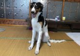 みんなの犬図鑑 ボルゾイ