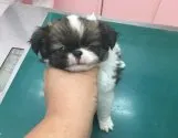 狆(チン)【青森県・男の子・2017年6月14日・赤白】の写真2