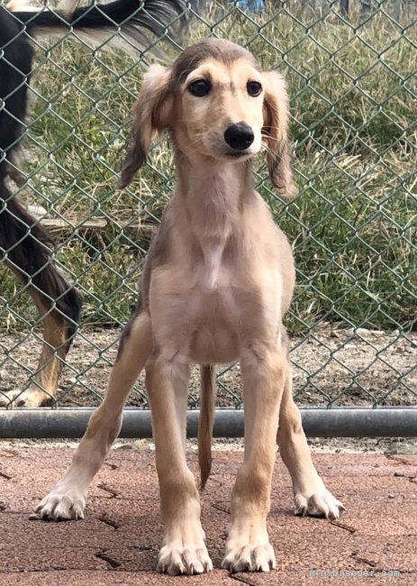 サルーキ 奈良県 男の子 19年8月7日 グリズル お父さん似の甘えん坊くん みんなのブリーダー 子犬id 1909