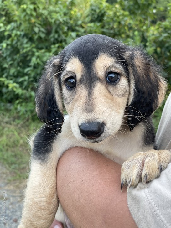 サルーキ 奈良県 女の子 21年7月日 ブラッククリーム 女の子らしい優しい顔立ち みんなのブリーダー 子犬id 2108