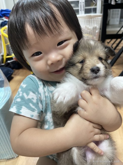 うちの宣伝大使です🥹♥️｜吉田　美幸(よしだ　みゆき)ブリーダー(大阪府・チワワ(ロング)など・JKC登録)の紹介写真4