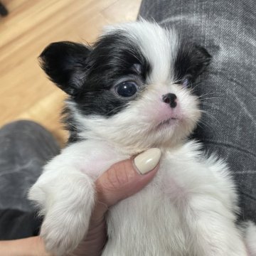 狆(チン)【大阪府・男の子・2025年2月10日・白黒】の写真「可愛い子です🥰」