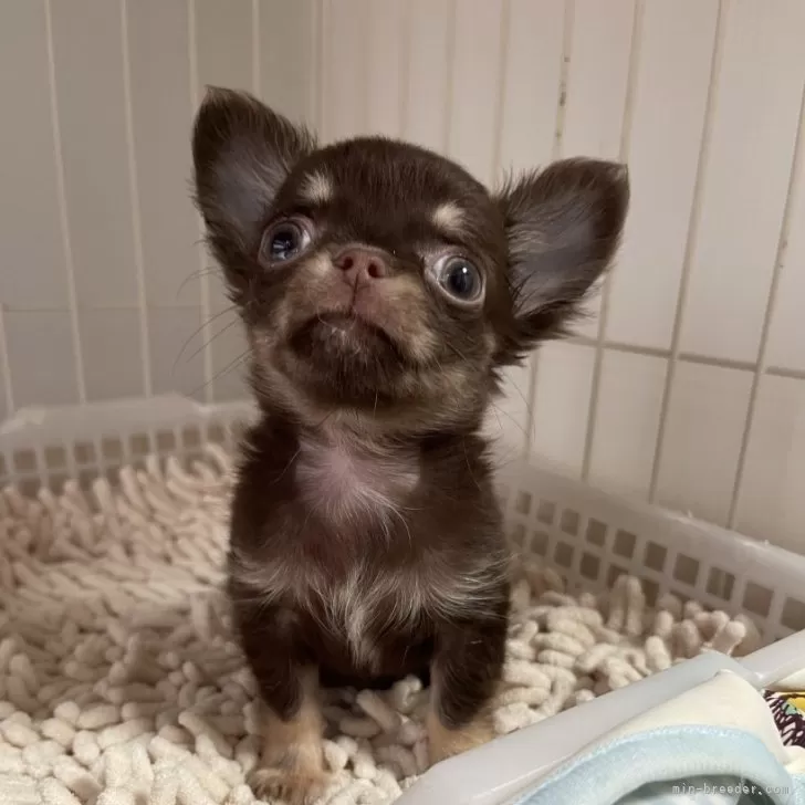 ゆん 様のお迎えした子犬