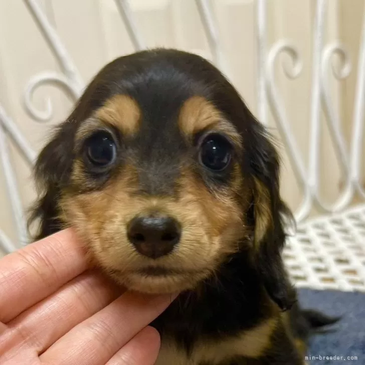 UN 様のお迎えした子犬