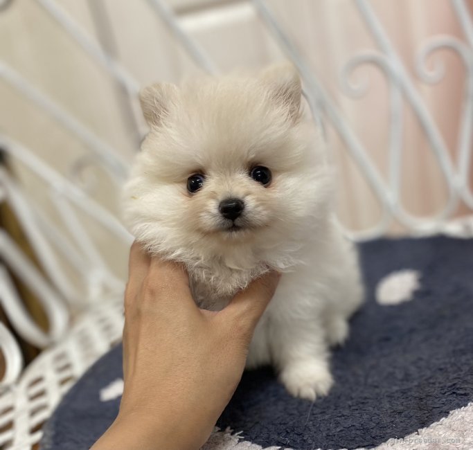 ポメラニアン 茨城県 女の子 21年6月18日 クリーム 両親遺伝子検査済み みんなのブリーダー 子犬id 2108