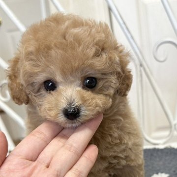 トイプードル(ティーカップ)【茨城県・女の子・2024年6月15日・アプリ】の写真「両親遺伝子検査済み  
この子も安心して下さい。」