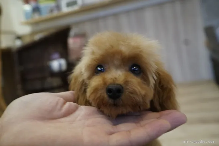 たけし 様のお迎えした子犬