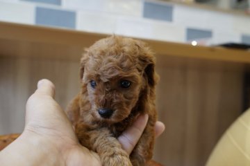 トイプードル(タイニー)【滋賀県・女の子・2018年8月3日・レッド】の写真「瞳の大きな美人さん」