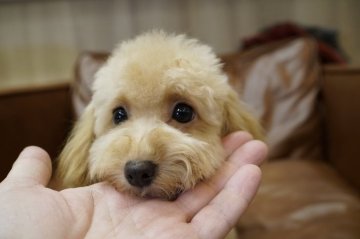 トイプードル(タイニー)【滋賀県・女の子・2019年8月11日・アプリコット】の写真「甘えん坊のかわいい女の子！」