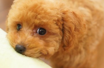 トイプードル(タイニー)【滋賀県・男の子・2015年4月15日・クリーム タイニーサイズ予想】の写真「まったりかわいい男の子です！」