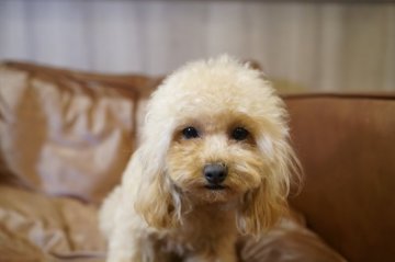 トイプードル(タイニー)【滋賀県・女の子・2019年4月12日・アプリコット】の写真「綺麗でかわいい子です！」