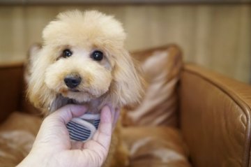 トイプードル(タイニー)【滋賀県・男の子・2019年4月12日・アプリコット】の写真「目の表情がかわいい男の子！」