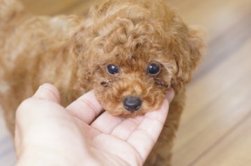 トイプードル(タイニー)【滋賀県・女の子・2016年5月9日・レッド】の写真「お顔の整った美人さんです。性格もかわいい！」