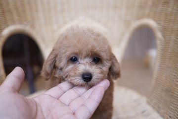 トイプードル(タイニー)【滋賀県・女の子・2018年7月13日・レッド】の写真「足の短いドワーフタイプの女の子」