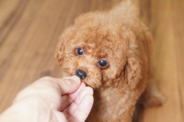 トイプードル(トイ)【滋賀県・男の子・2016年7月22日・レッド】の写真「目がクリクリでドアーフでかわいいです！」