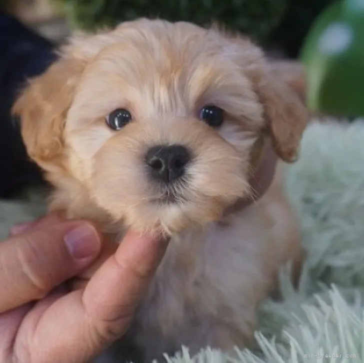 Y.K 様のお迎えした子犬