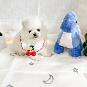 ポメラニアン【京都府・女の子・2023年11月25日・クリーム】の写真「1番小さな女の子🐶掲載は20日まで」