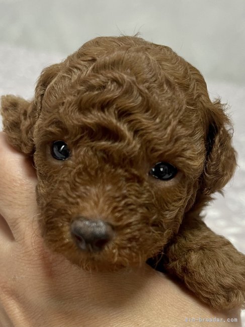 土谷里子ブリーダーのブログ：子犬産まれています🍀*゜