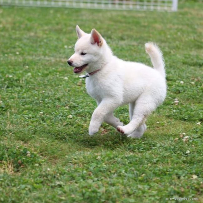 松野　雄一(まつの　ゆういち)ブリーダー(山形県・柴犬・日本犬保存会登録)の紹介写真2