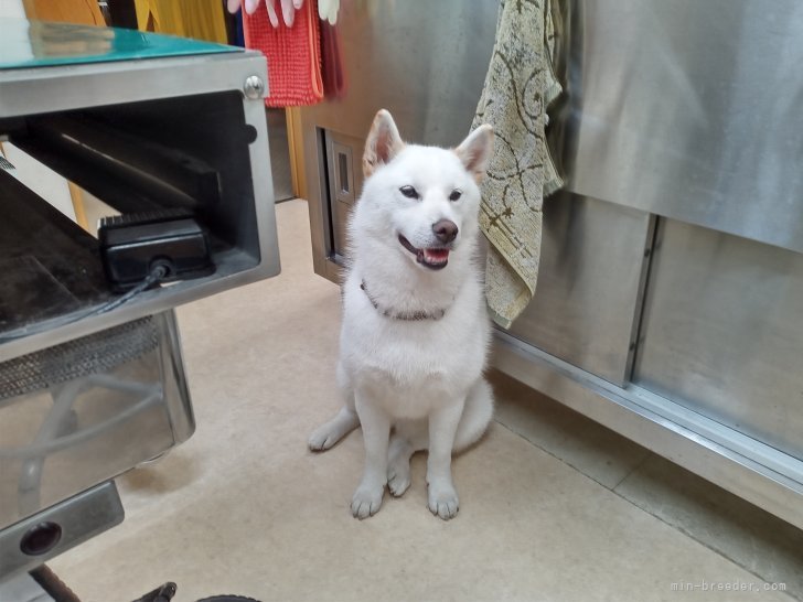 松野　雄一(まつの　ゆういち)ブリーダー(山形県・柴犬・日本犬保存会登録)の紹介写真3