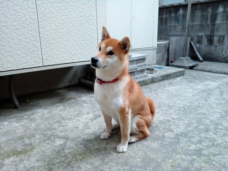 松野　雄一(まつの　ゆういち)ブリーダー(山形県・柴犬・日本犬保存会登録)の紹介写真4