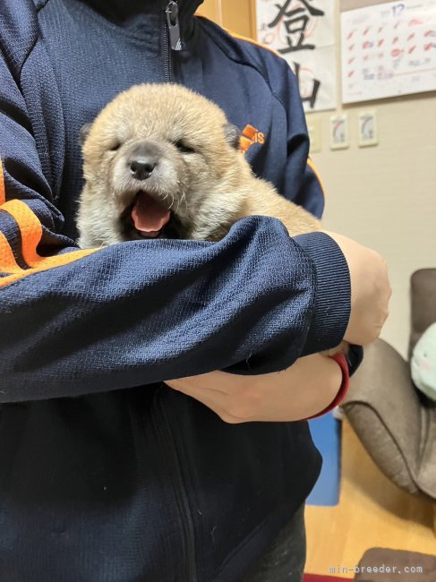 松野雄一ブリーダーのブログ：目が開いた　けど眠い