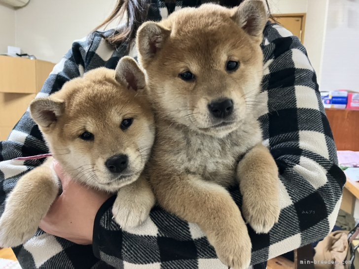 松野雄一ブリーダーのブログ：おかげさまで2匹とも新しい飼い主に旅立ちました