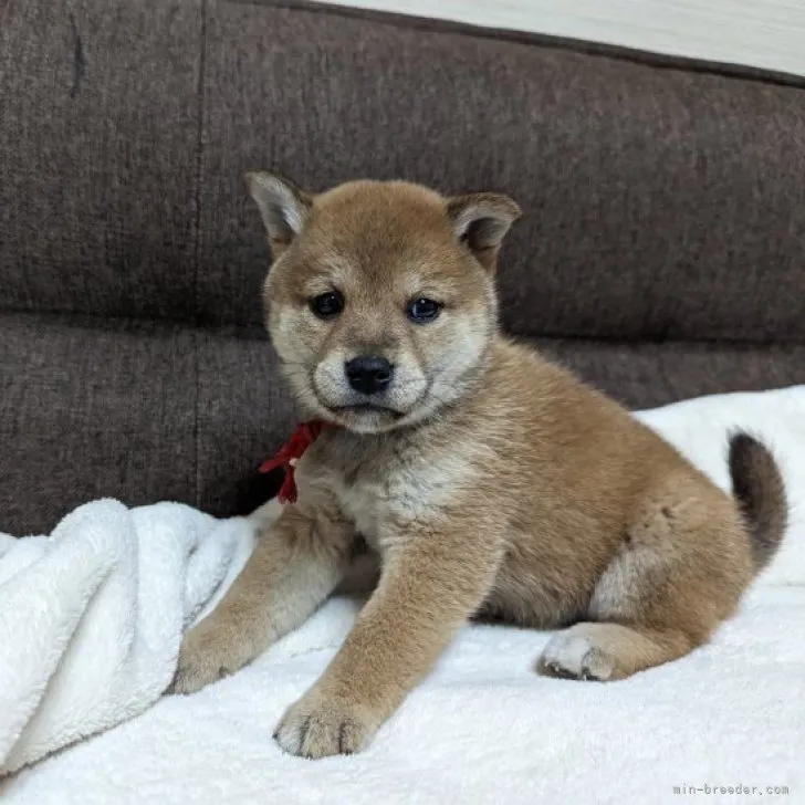 柴犬(標準サイズ)【山形県・女の子・2023年4月23日・赤】の写真1