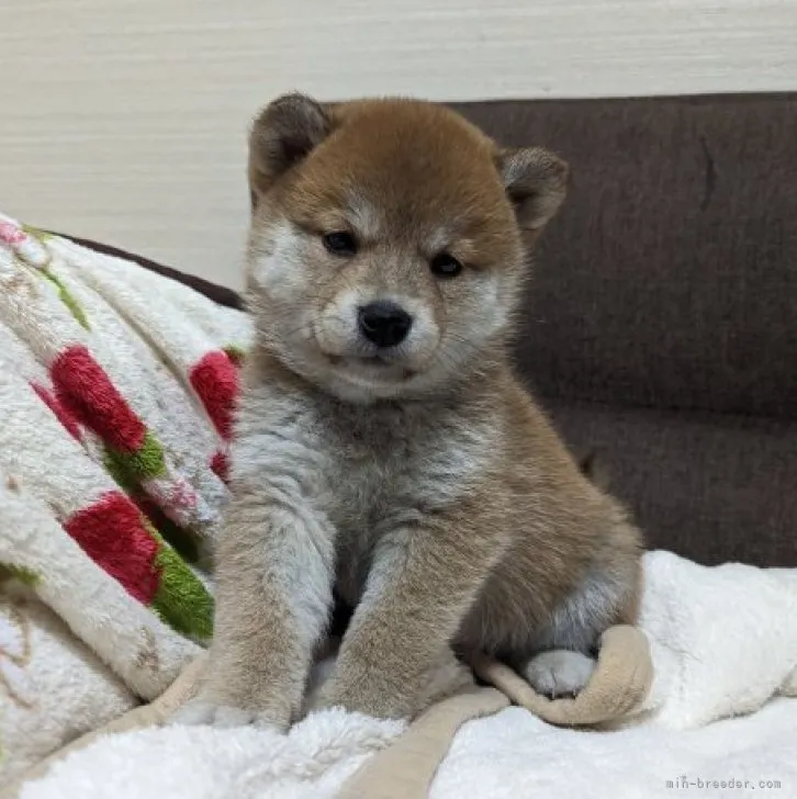 柴犬(標準サイズ)【山形県・女の子・2023年4月24日・赤】の写真1「凛々しくなりました」