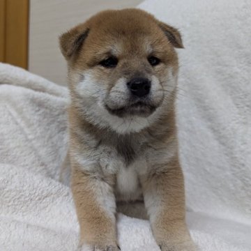 柴犬(標準サイズ)【山形県・女の子・2024年9月27日・赤】の写真「とっても可愛い双子の女の子」