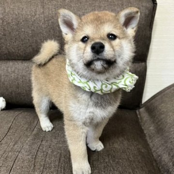 柴犬(標準サイズ)【山形県・男の子・2023年4月23日・赤】の写真「人懐っこい男の子です」