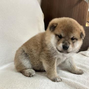 柴犬(標準サイズ)【山形県・男の子・2022年10月22日・赤】の写真「兄弟で一番おっとりさん」