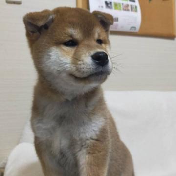 柴犬(標準サイズ)【山形県・男の子・2022年10月22日・赤】の写真「男前」