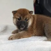 柴犬(標準サイズ)【山形県・男の子・2023年8月28日・赤】の写真1