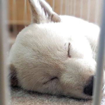 柴犬(標準サイズ)【滋賀県・女の子・2025年2月21日・白】の写真「両親共に豆柴サイズです」