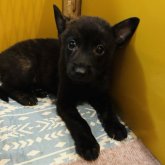 甲斐犬