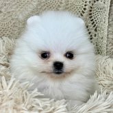 ポメラニアン