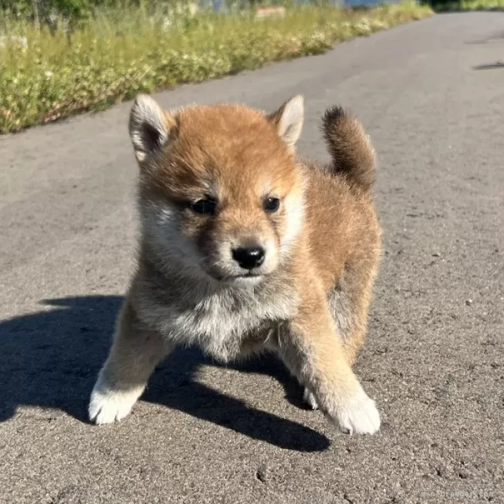 柴犬(標準サイズ)【青森県・女の子・2024年4月11日・赤】の写真1「体重1.2kg✨」