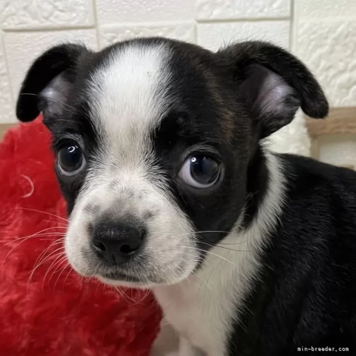 HY 様のお迎えした子犬