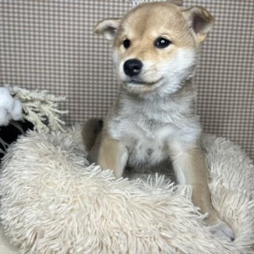 柴犬(標準サイズ)【青森県・女の子・2023年8月17日・赤】の写真「かまってちゃんな子🐕🐾」