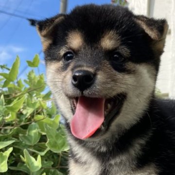 柴犬(標準サイズ)【青森県・女の子・2024年6月24日・黒】の写真「とっても可愛い❣️柴犬の女の子💞」