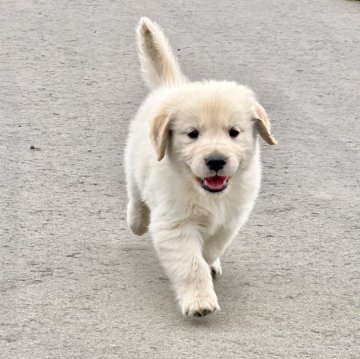 ゴールデンレトリバー【青森県・男の子・2024年3月17日・ゴールデン】の写真「優良血統💖祖父犬がチャンピオン🎖️✨」