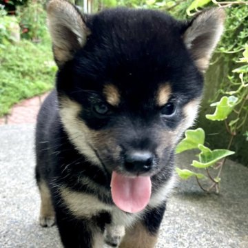 柴犬(標準サイズ)【青森県・女の子・2024年6月24日・黒】の写真「つぶらな瞳の可愛い可愛い女の子💗」