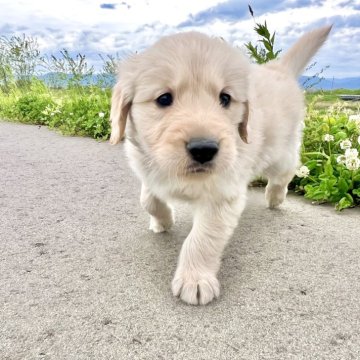 ゴールデンレトリバー【青森県・女の子・2024年3月17日・ゴールデン】の写真「優良血統💖祖父犬がチャンピオン🎖️✨」