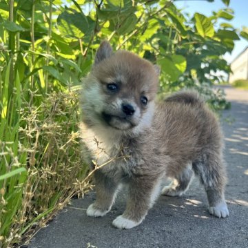 柴犬(標準サイズ)【青森県・女の子・2024年4月11日・赤】の写真「兄妹で1番小柄🐕💗　」