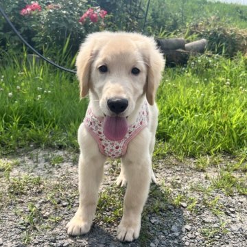 ゴールデンレトリバー【青森県・男の子・2024年3月17日・ゴールデン】の写真「優良血統💖祖父犬がチャンピオン🎖️✨」