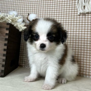 パピヨン【青森県・男の子・2023年6月16日・ホワイト&ブラウン】の写真「お耳が立ってきました🐶💓」